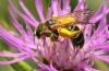 Halictus sp.